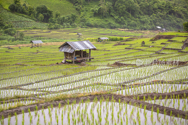 泰国清迈Pa Pong Piang山山谷乡村地区的水稻梯田。